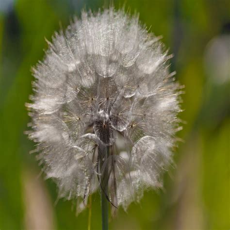 Goat Beard Or Wild Salsify Wildflower Seed John Chambers