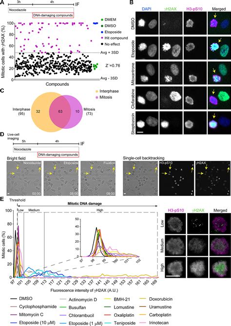 Mitotic DNA Damage Promotes Chromokinesin Mediated Missegregation Of