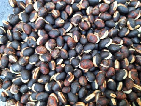 Lablab Purpureus Seeds Stock Photo Image Of Seeds