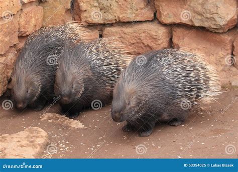 Indian Crested Porcupine Stock Image Image Of Rodent