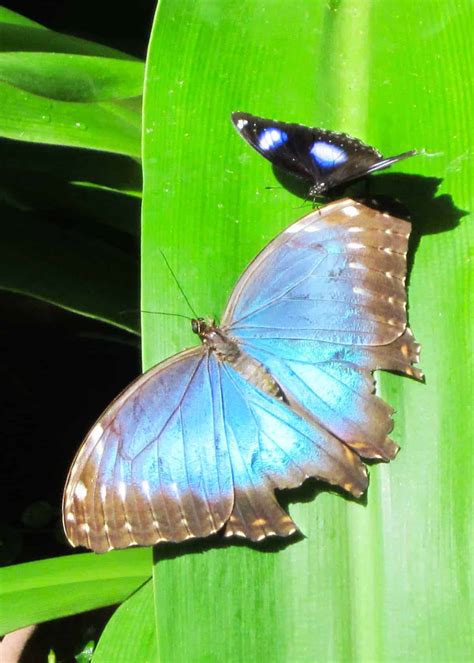 15 Blue Morpho Butterfly Facts Iridescent Gem Of Ecuador S Amazon All 24 Species