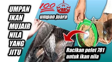 Umpan Ikan Mujair Nila Yang Jitu Racikan Pelet 781 Untuk Ikan Nila