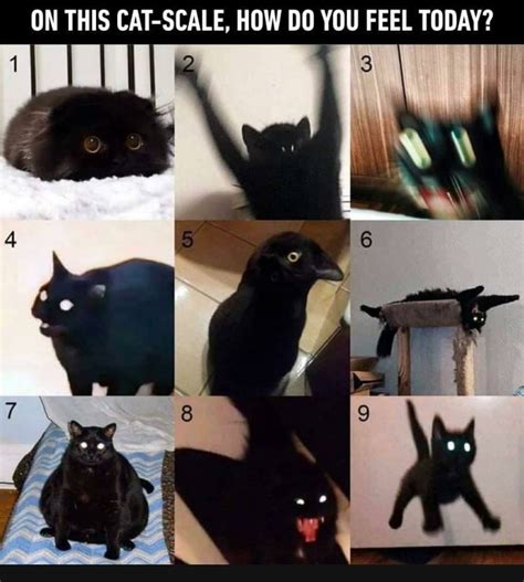 meme  vineislife memedroid