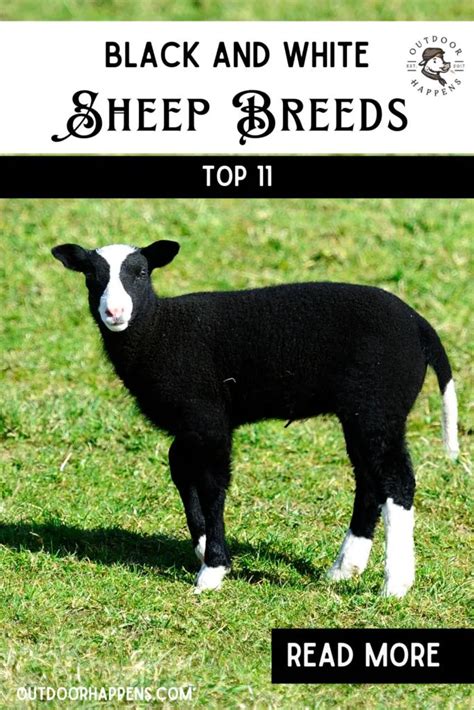 11 Gorgeous Black and White Sheep Breeds [With Pictures!] - Outdoor Happens