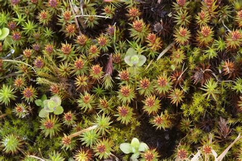 Exploring The Enigmatic World Of Polytrichum Moss A Comprehensive