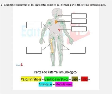 c Escribir los nombres de los siguientes órganos que forman parte del