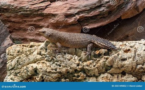 Gidgee Skink Egernia Stokesii, Threatened Species. Habitat Central Australia Stock Photo - Image ...