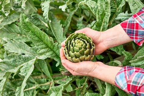 Ladispoli Dal 12 Al 14 Aprile 2024 La 71 Sagra Del Carciofo Romanesco