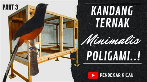 KANDANG TERNAK MURAI BATU MINIMALIS POLIGAMI PART 3 YouTube