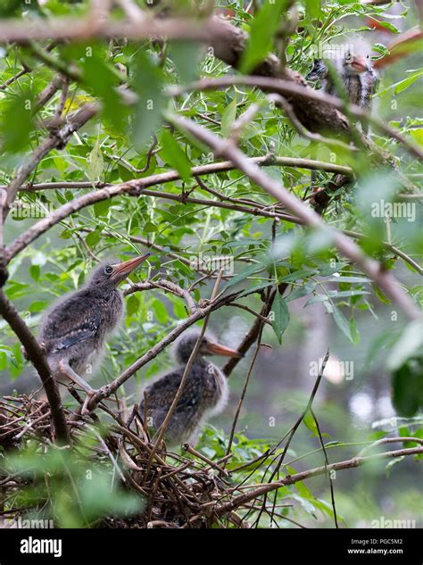 Baby Evergreen Tree Hi Res Stock Photography And Images Alamy