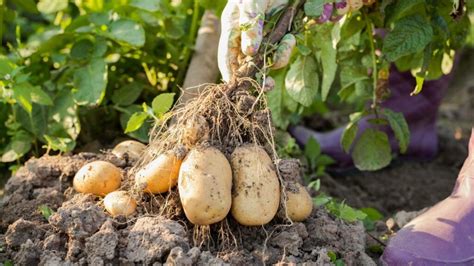 Secretos para cultivar plantas de patata Conviértete en un experto en