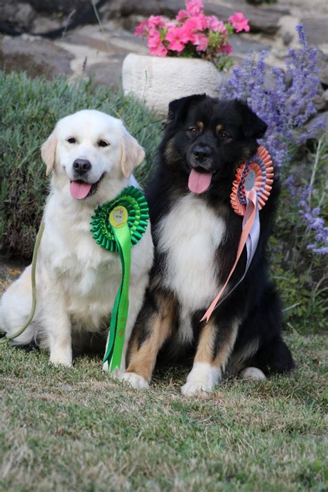 Elevage Du Rocher Florin Eleveur De Chiens Berger Australien Golden