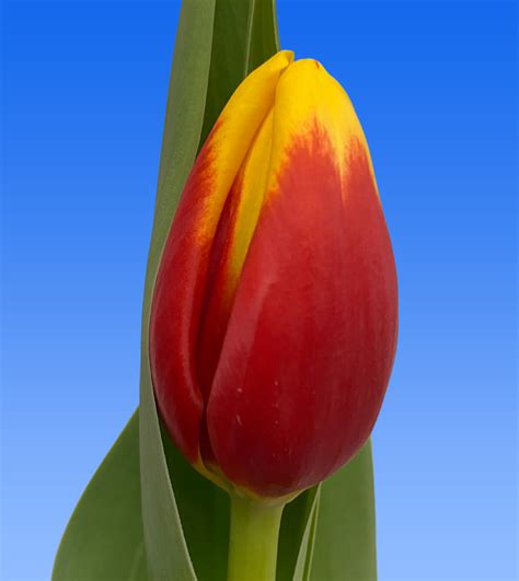 Tulp Aloha Borst Bloembollen