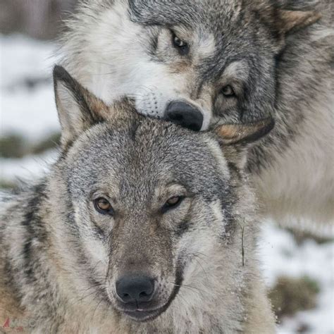 Wolf Husky Wolf Pup Wolf Photos Wolf Pictures Beautiful Creatures