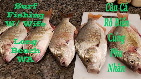 Câu Cá Rô Biển Ở Mỹ Surf Fishing 2 Redtail Surfperch Feeding