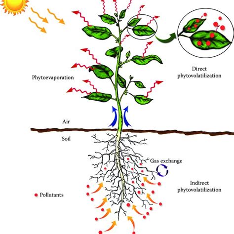 1 Schematic Representation Of Various Phytoremediation Strategies Download Scientific Diagram