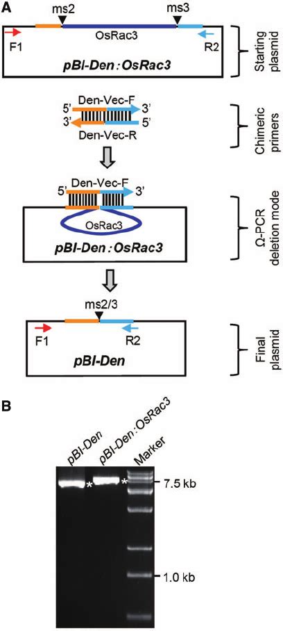 Deletion Pcr A Principle Of Deletion Mode Pcr Osrac Is A