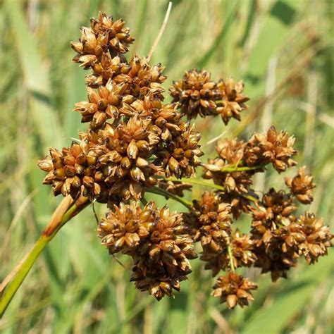 Binsen Schneide Cladium Mariscus