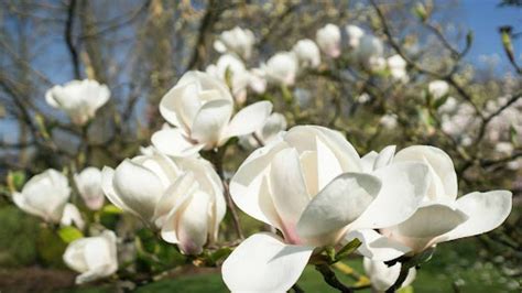 how long does a magnolia tree take to grow