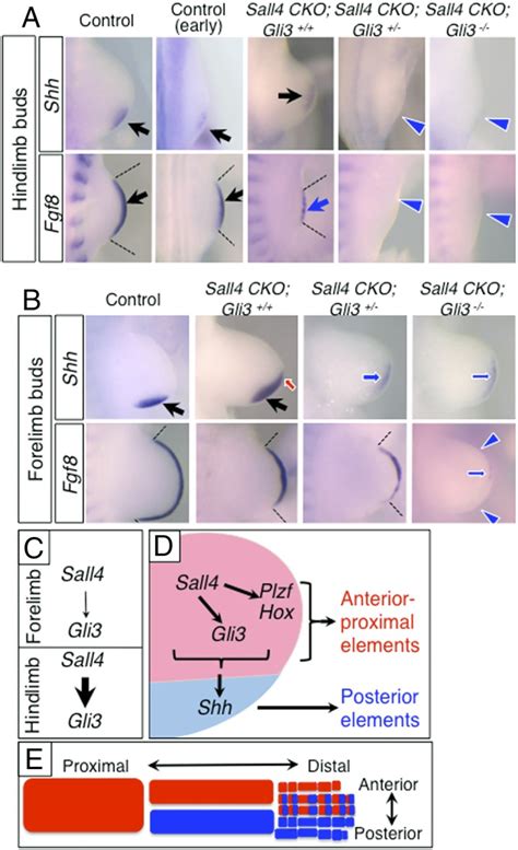 Sall Gli System In Early Limb Progenitors Is Essential For The