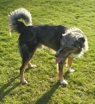 welsh sheepdog dog breed information  pictures