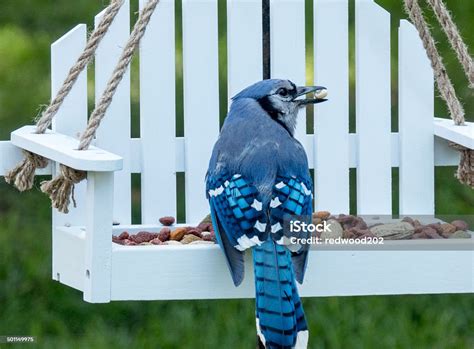 Blue Jay Feeding Stock Photo - Download Image Now - Animal Wildlife ...