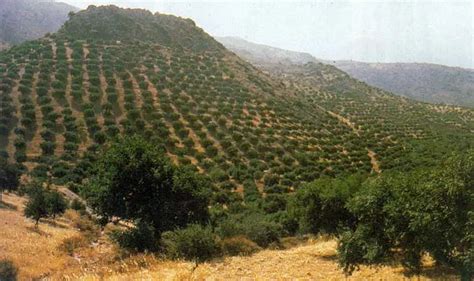 Ancient Greek Farming – Ancient Greece Facts.com