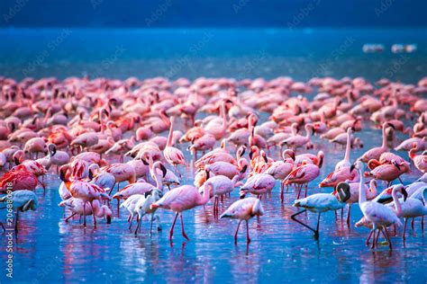 Birds Of Africa Kenya Flock Of Flamingos African Flamingo Travel To