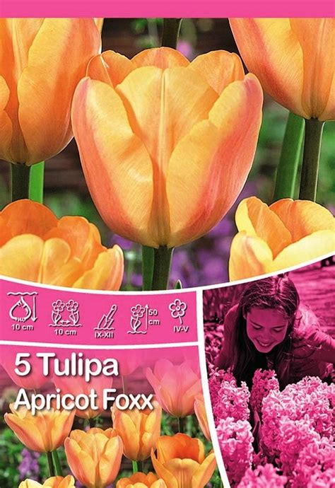 Tulipan Odm Apricot Foxx Tulipa Sp Kupuj W OBI