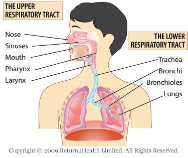 Lower Respiratory Tract Infections Part Flashcards Quizlet