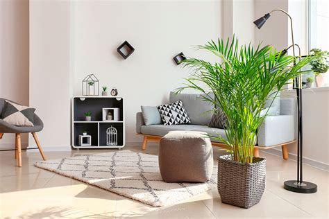 10 Plantas Que Purifican El Aire De Tu Casa Revista Integral