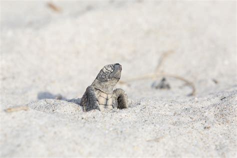 Loggerhead Sea Turtle Catandturtle