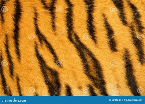 Tiger Fur Texture Real Royalty Free Stock Photography Image 9604247