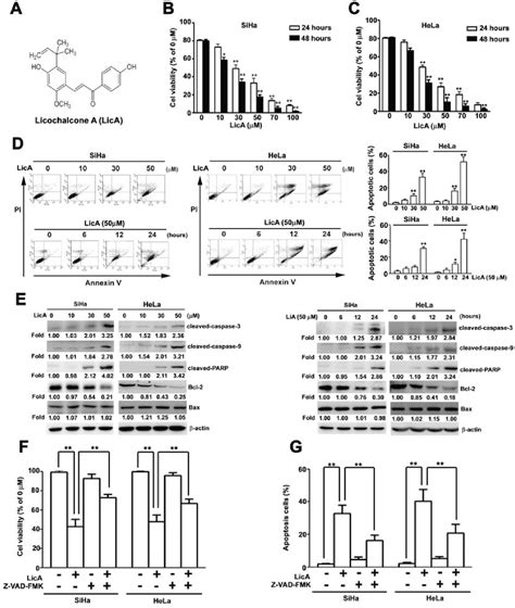 Figure From Licochalcone A Induces Autophagy Through Pi K Akt Mtor