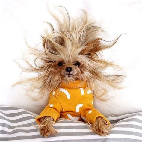 Anyone Else Having A Bad Hair Day ⋆ Its A Yorkie Life