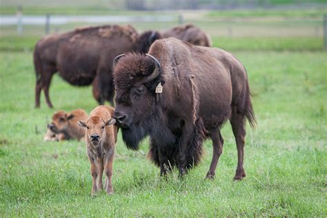 New Project Has Big Impact On Bison Genome Biobanks Development At