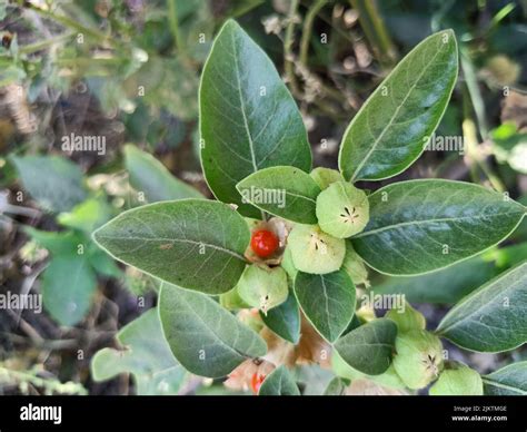 La Planta De Ashwagandha Withania Somnifera La Grosella Venenosa El Ginseng Indio Es Plantas