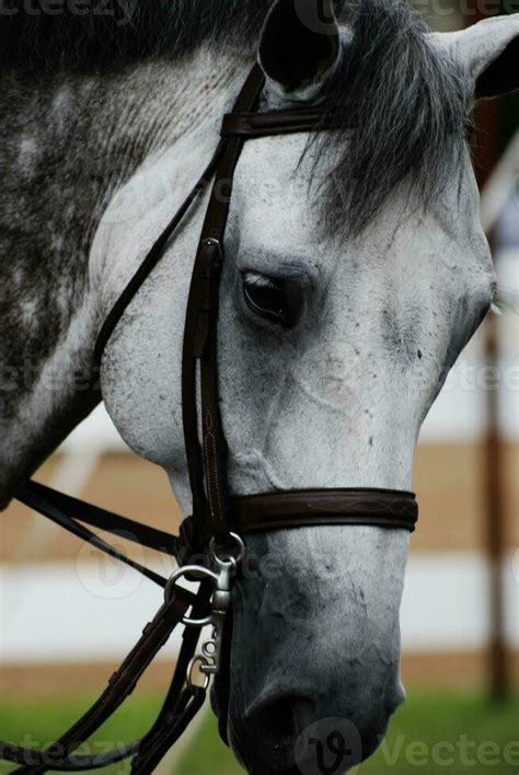 Close Up with a Grey Appaloosa Horse 27376703 Stock Photo at Vecteezy