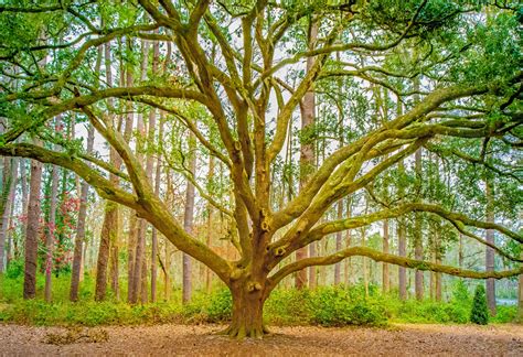 Flowers, Plants, & Trees - Randy Sloan Photography