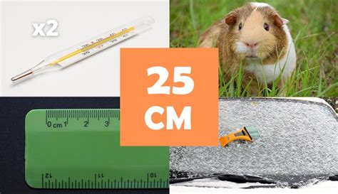 8 Things That Are About 25 Centimeters (cm) Long