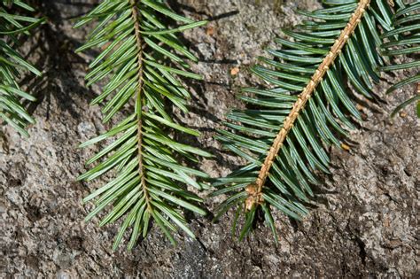 Picea Abies Plants Direct Victoria Bc