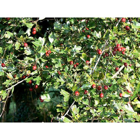 Crataegus Monogyna Majestic Trees