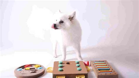 Types of Pet Games You Can Play Online - zioic