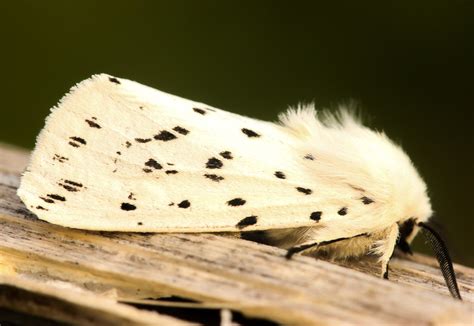 White Ermine Spilosoma Lubricipeda From The Moth Trap In Flickr