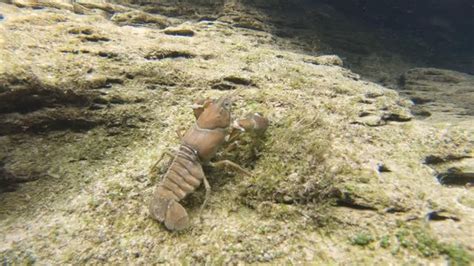 "Signal Crayfish" Images – Browse 272 Stock Photos, Vectors, and Video | Adobe Stock