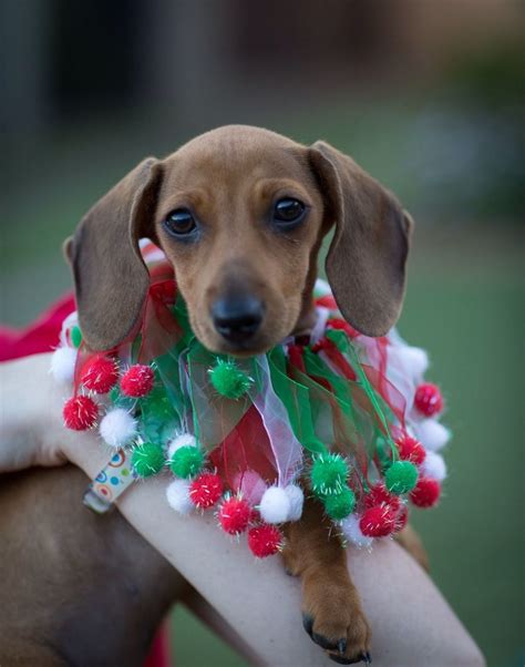 Someone Is Looking Very Festive Dachshund Christmas Christmas Dog