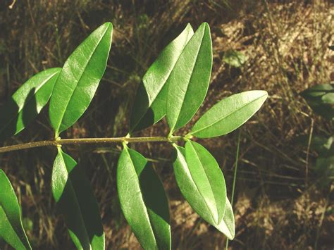 Ligustrum Vulgare European Privet Go Botany