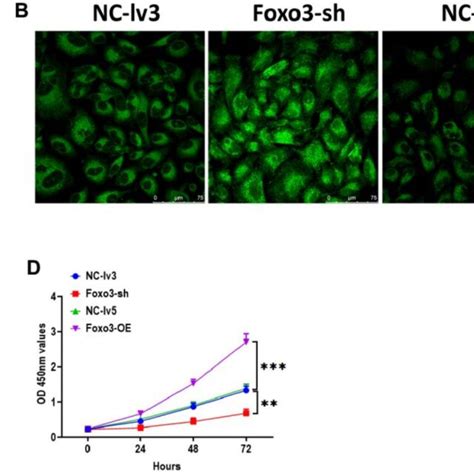 Upregulation Of Foxo Promotes Oc Cell Proliferation A The