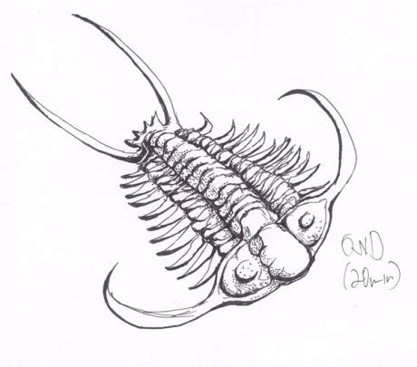 A trilobite | DeskSketch