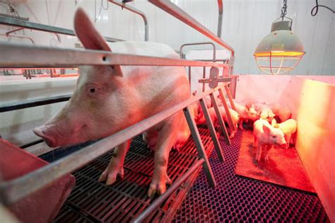 Peste porcine africaine un cauchemar pour les producteurs du Québec